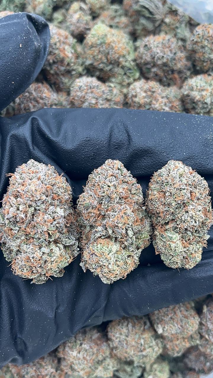 Platinum Delight - PK167