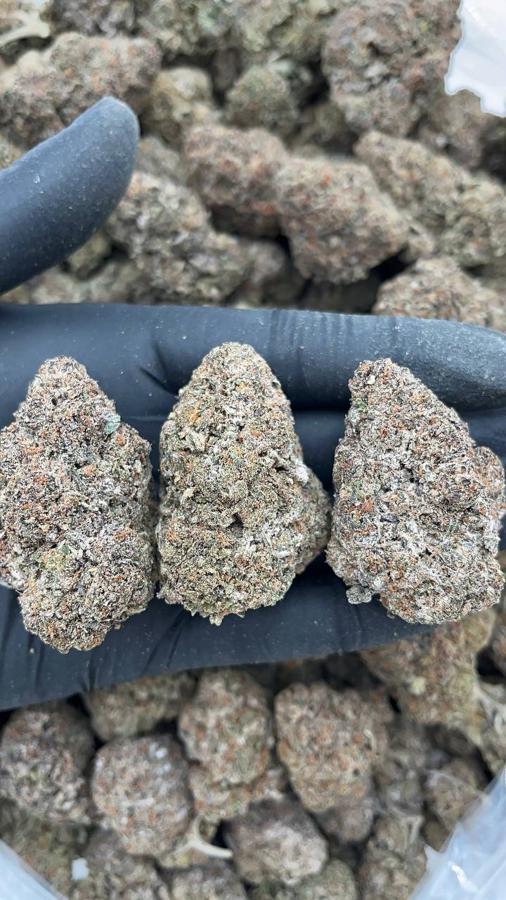 Fritter Licker - PK372