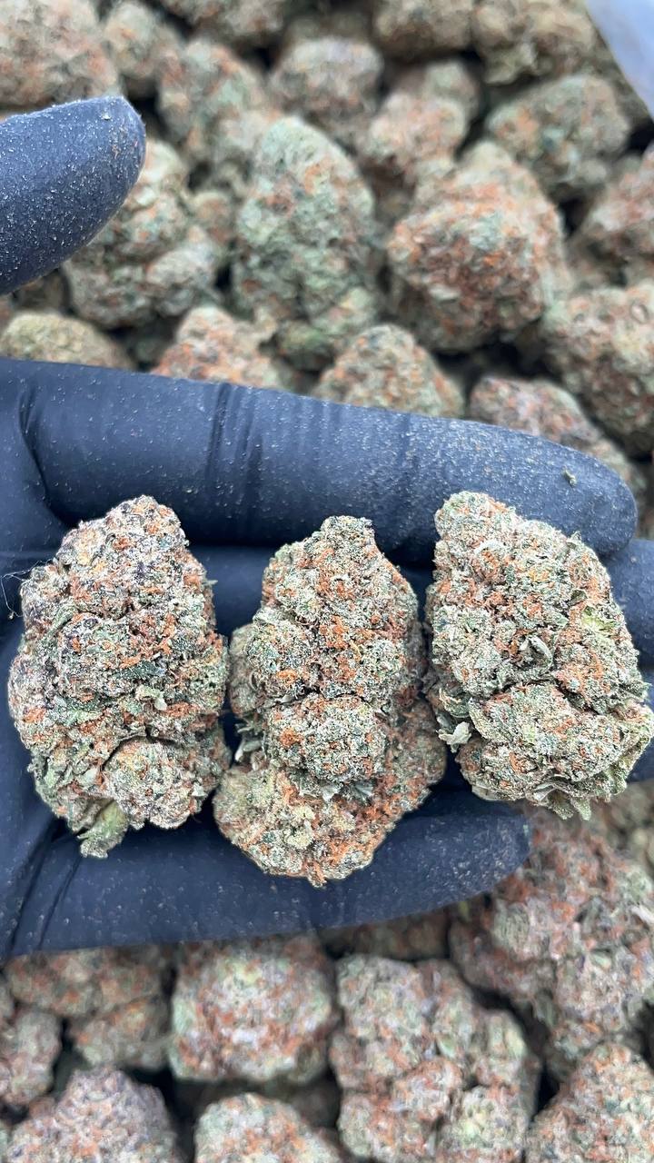 Secret Weapon - PK373