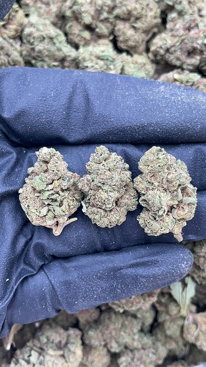 🔥Special Items 🔥 After Dark-pk179