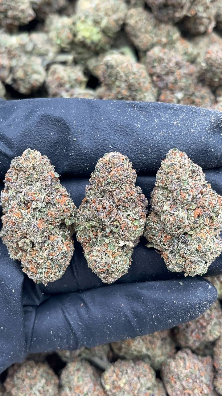 Buckin Runtz - PK194