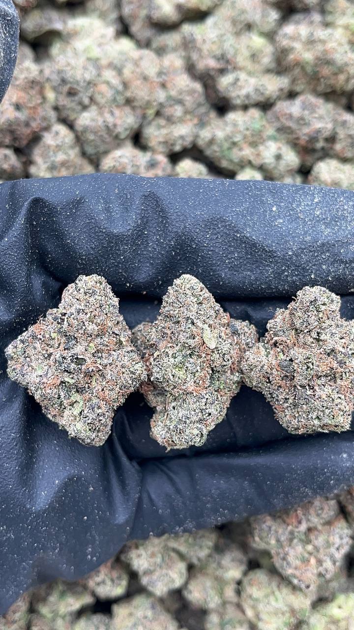 Kool Aid (Licensed) - PK152