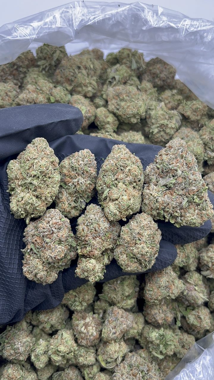 Blue Nerds - pk600