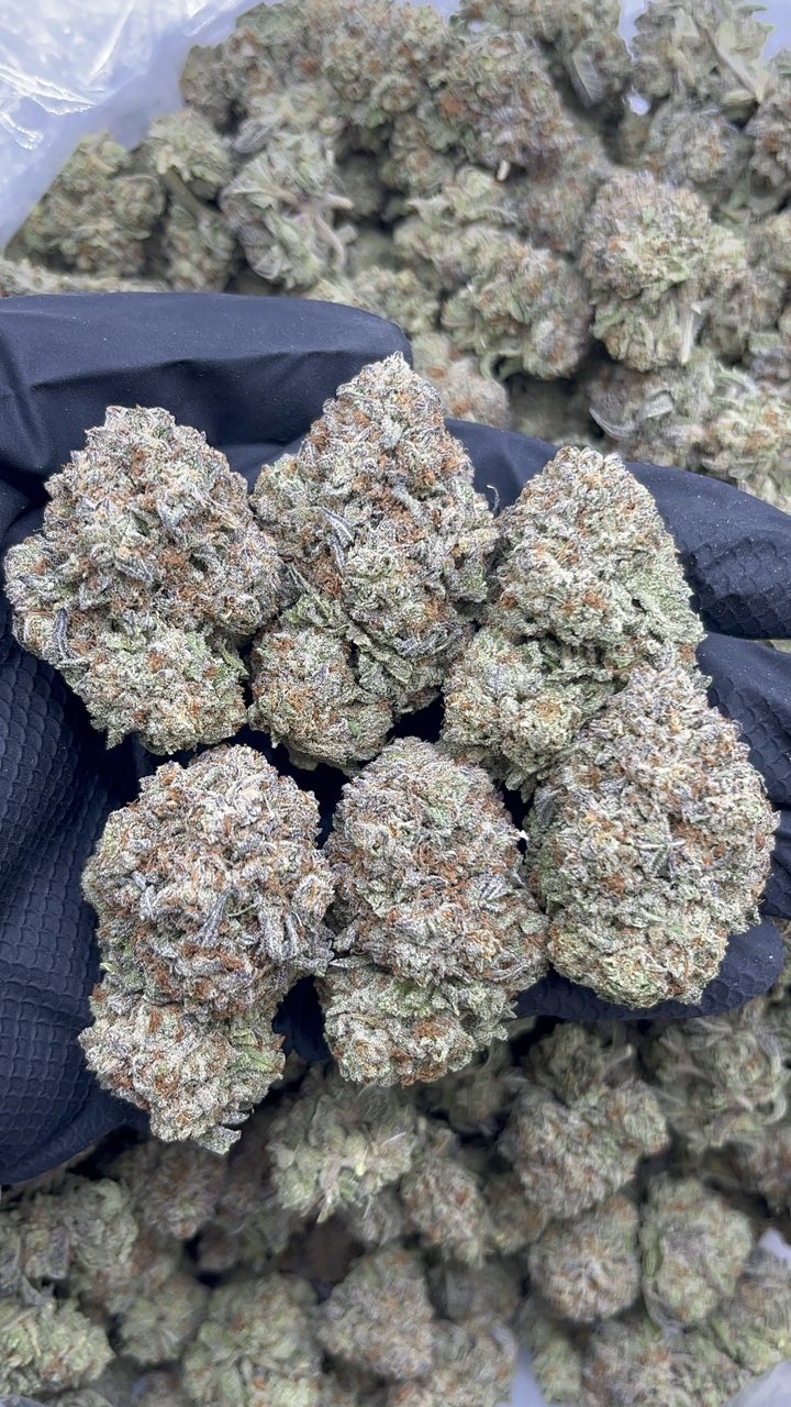 Frosted Gelato - pk560