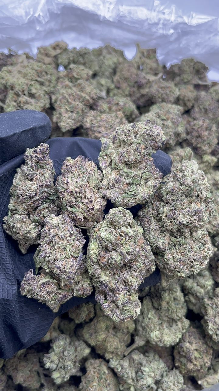 Super Lemon Haze - pk550