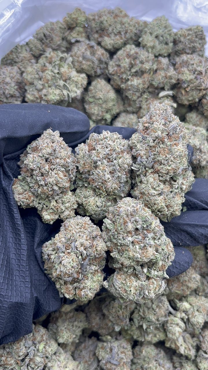 Blue Cookies -pk557