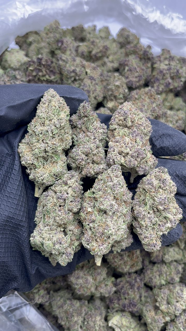 Purple Thunder - pk599