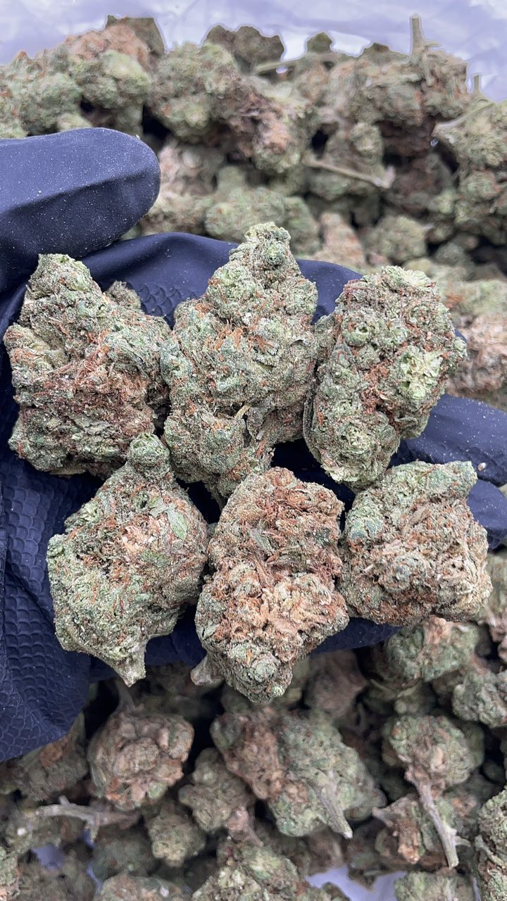 White Ghost pk457