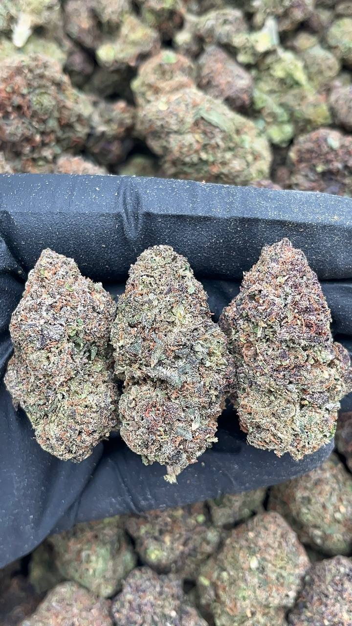 Sweet Boy - PK623