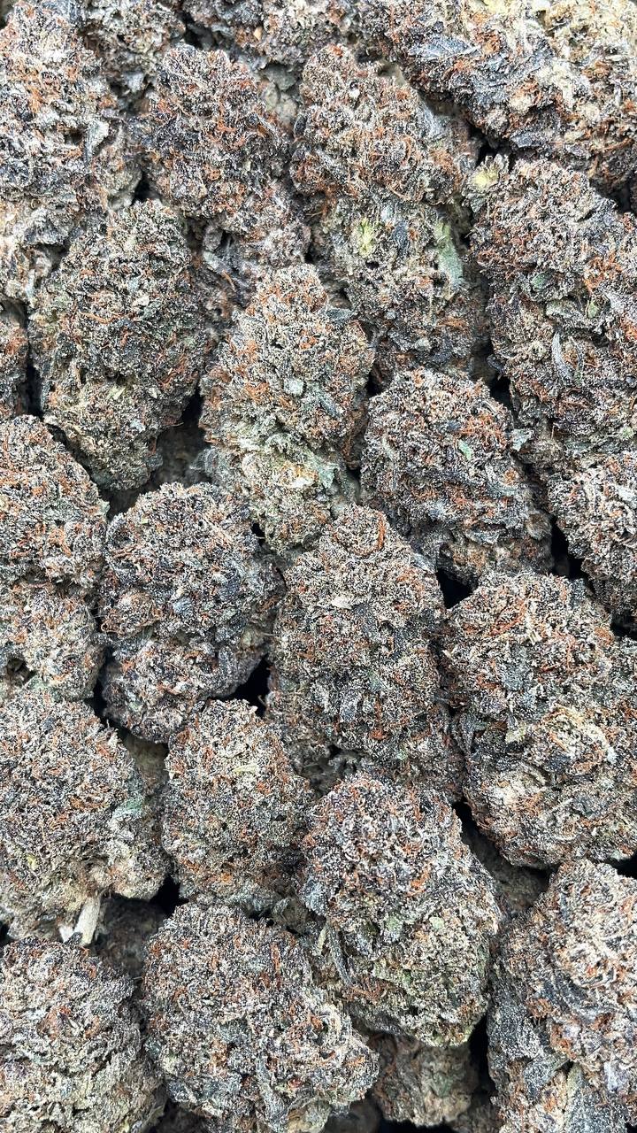 Tequila Zee - PK664