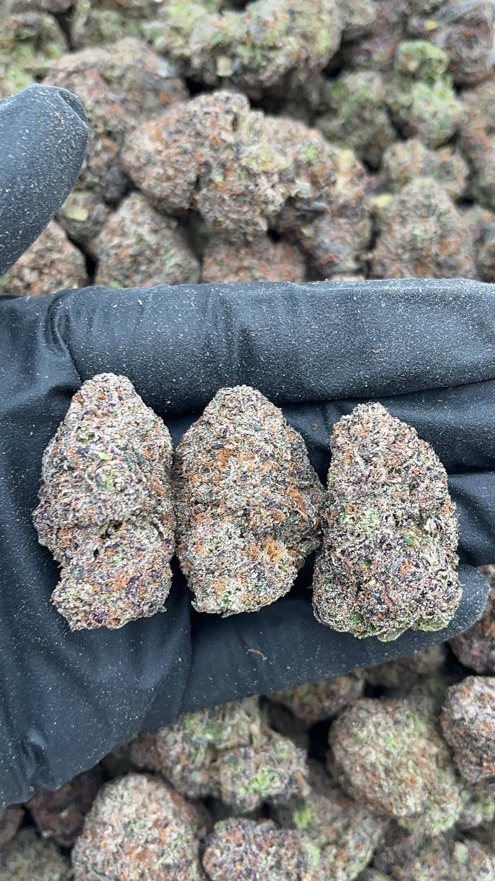 Future X - PK647