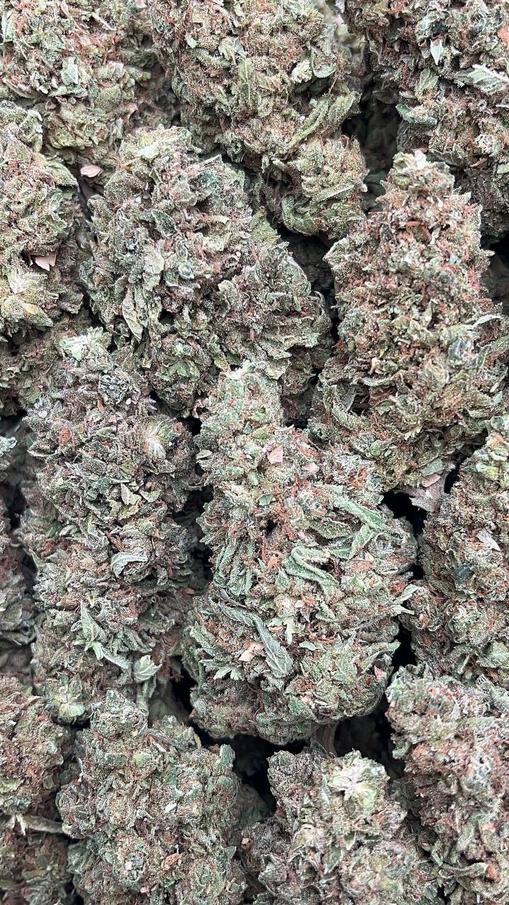 Guava Kush - PK668