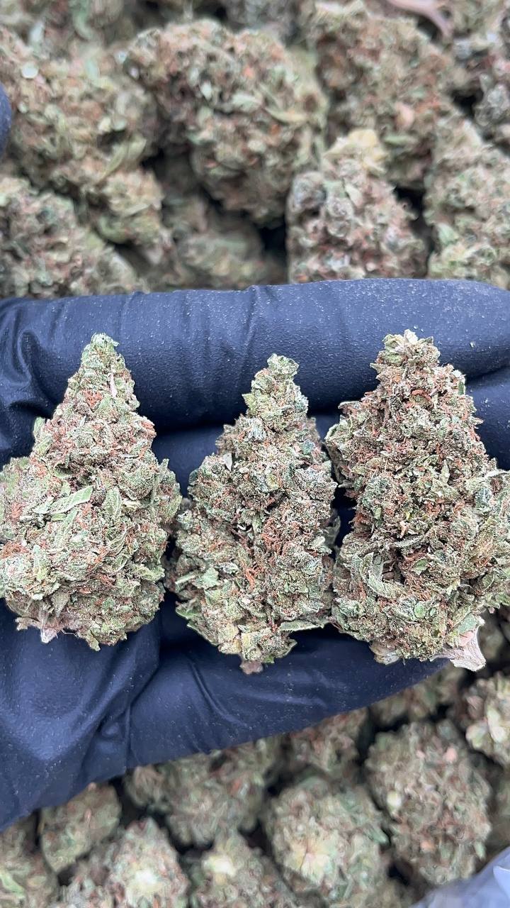 Guava Kush - PK668