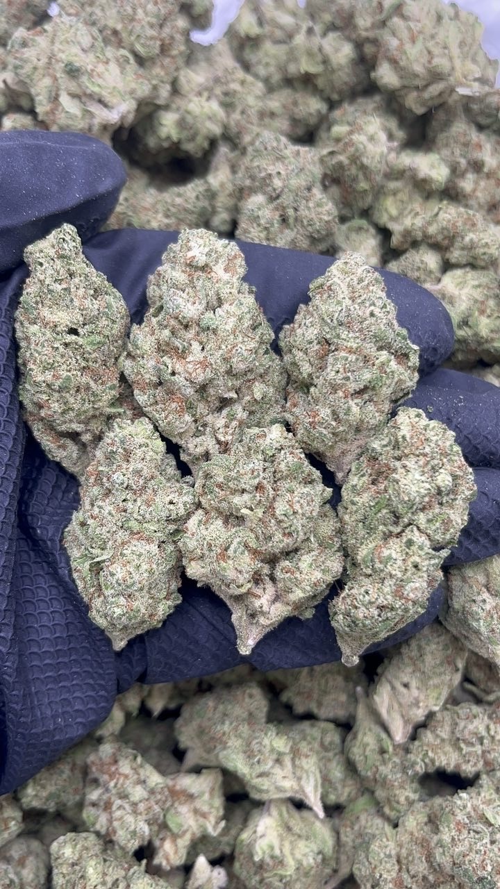 Silver Haze pk440