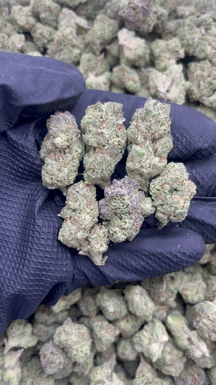 Berry Mimosa pk234