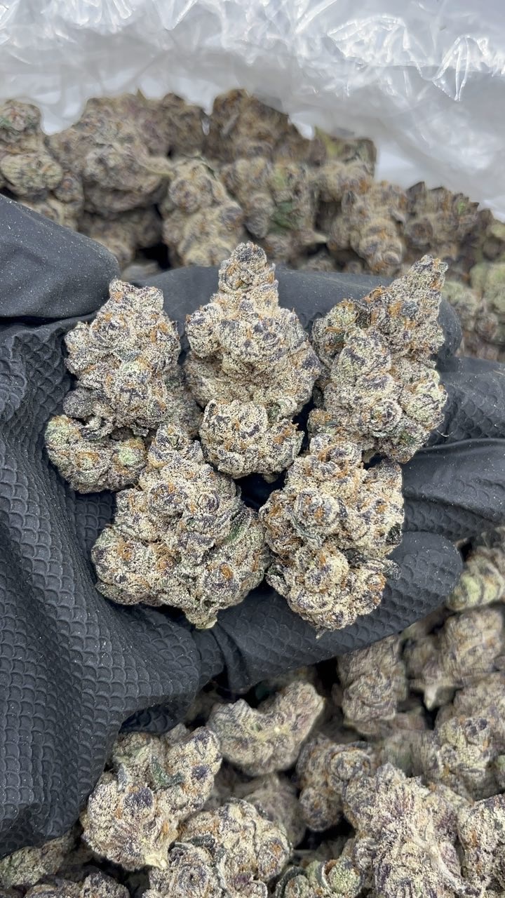 White Glitterbomb pk679