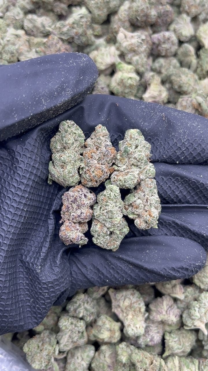 Blueberry Zkittles Meds pk575