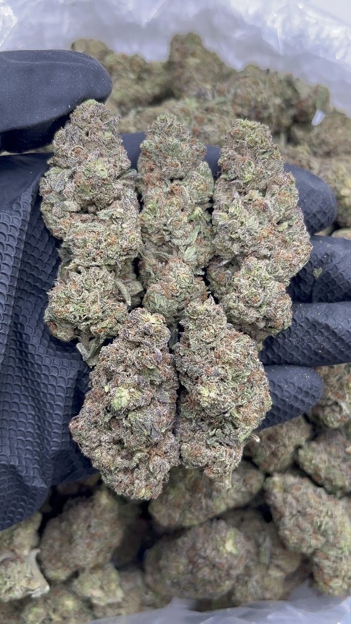 Gelato 33  pk525
