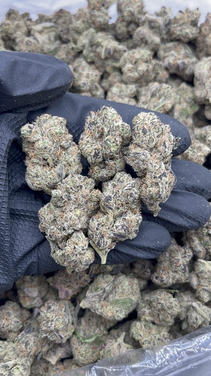 Snow Lotus pk755