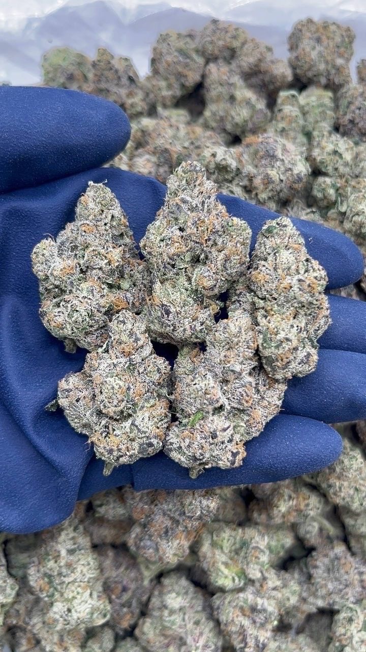 White Gummy