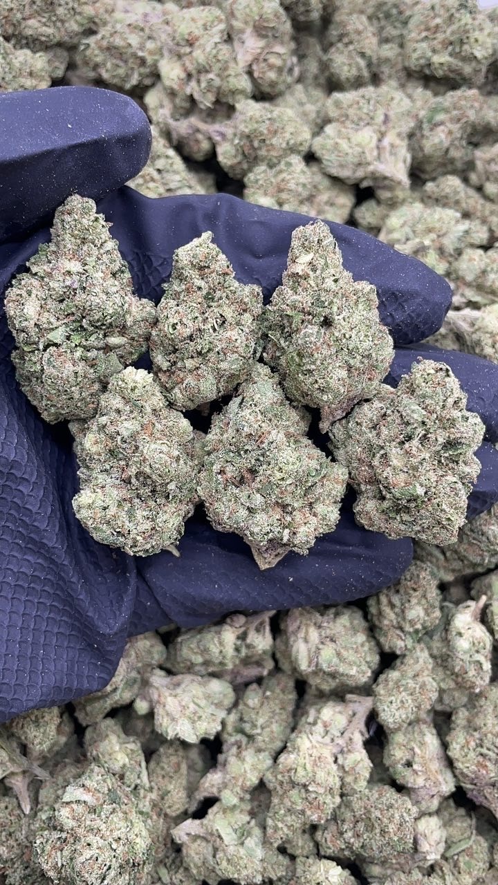 NY Sour pk608