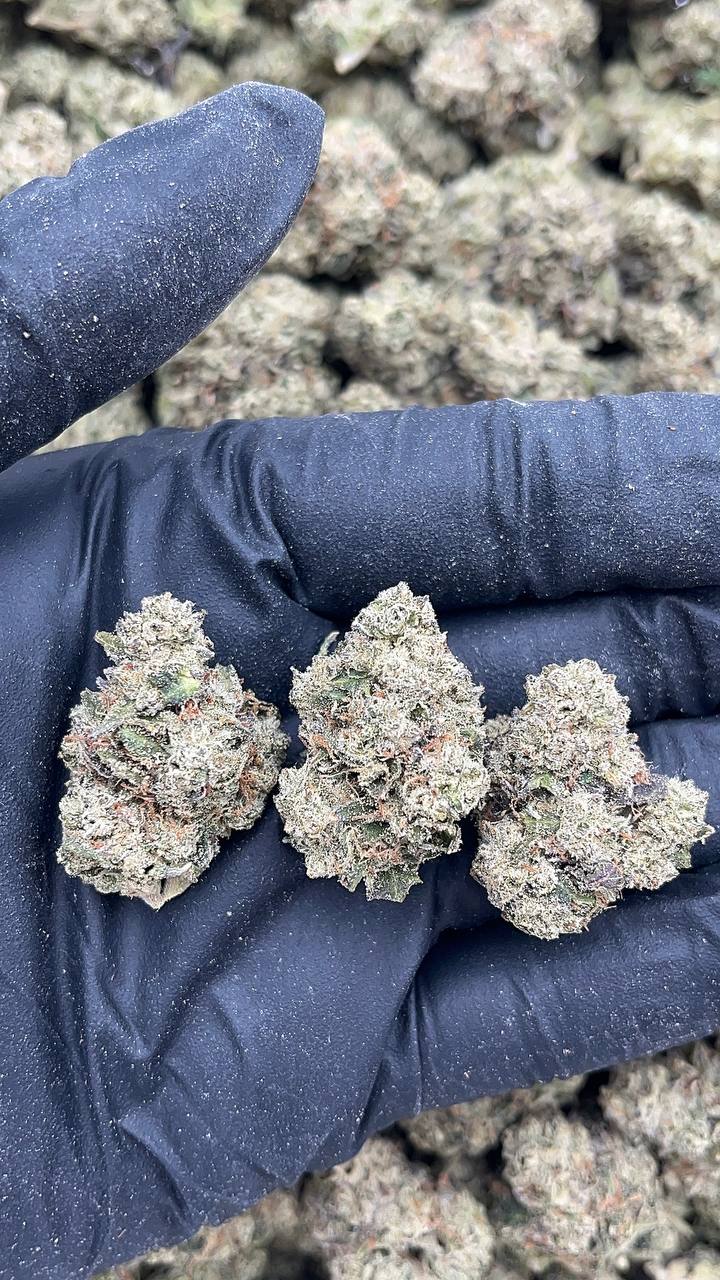GT Haze - PK646
