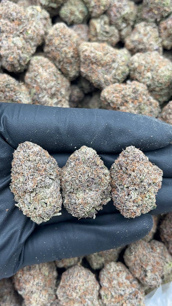 Sherbanger - PK637