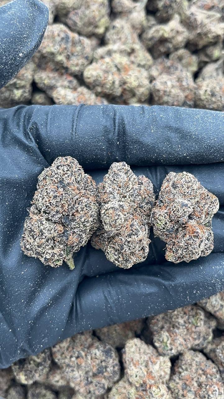 Blue Dream - PK642