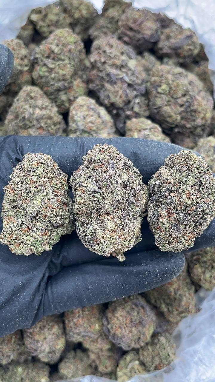 GMO Cookies - PK634
