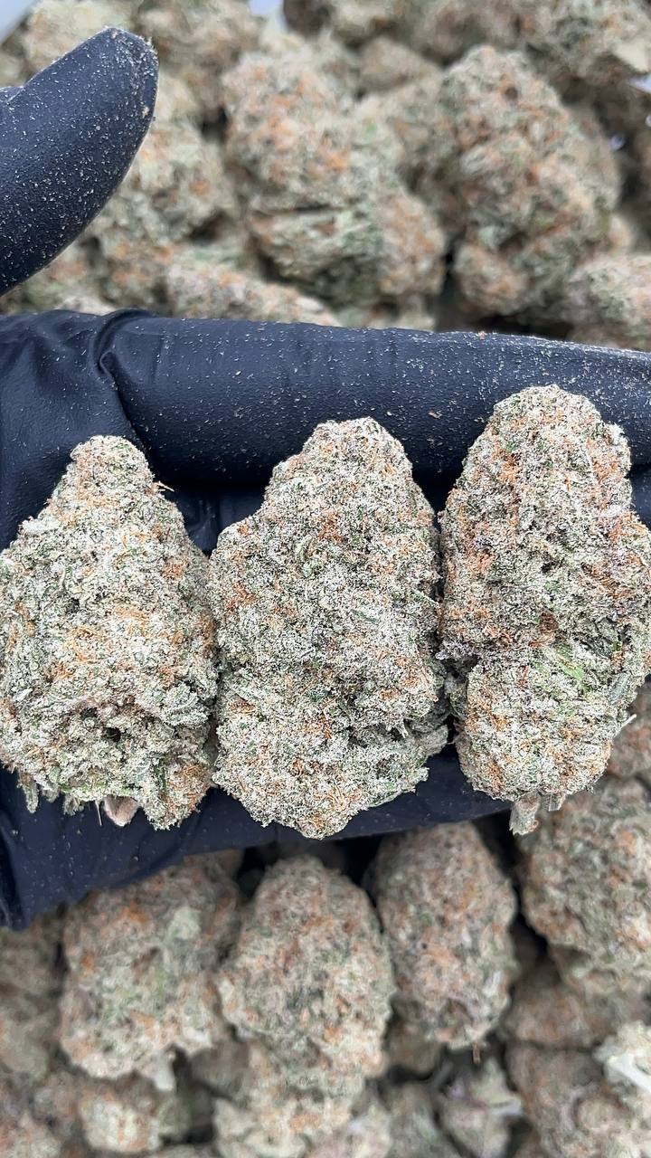Mac Stomper - PK611
