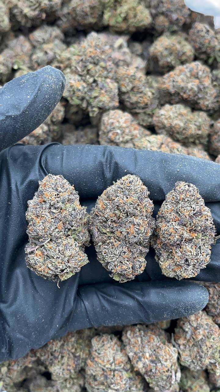 Gas Face - PK593