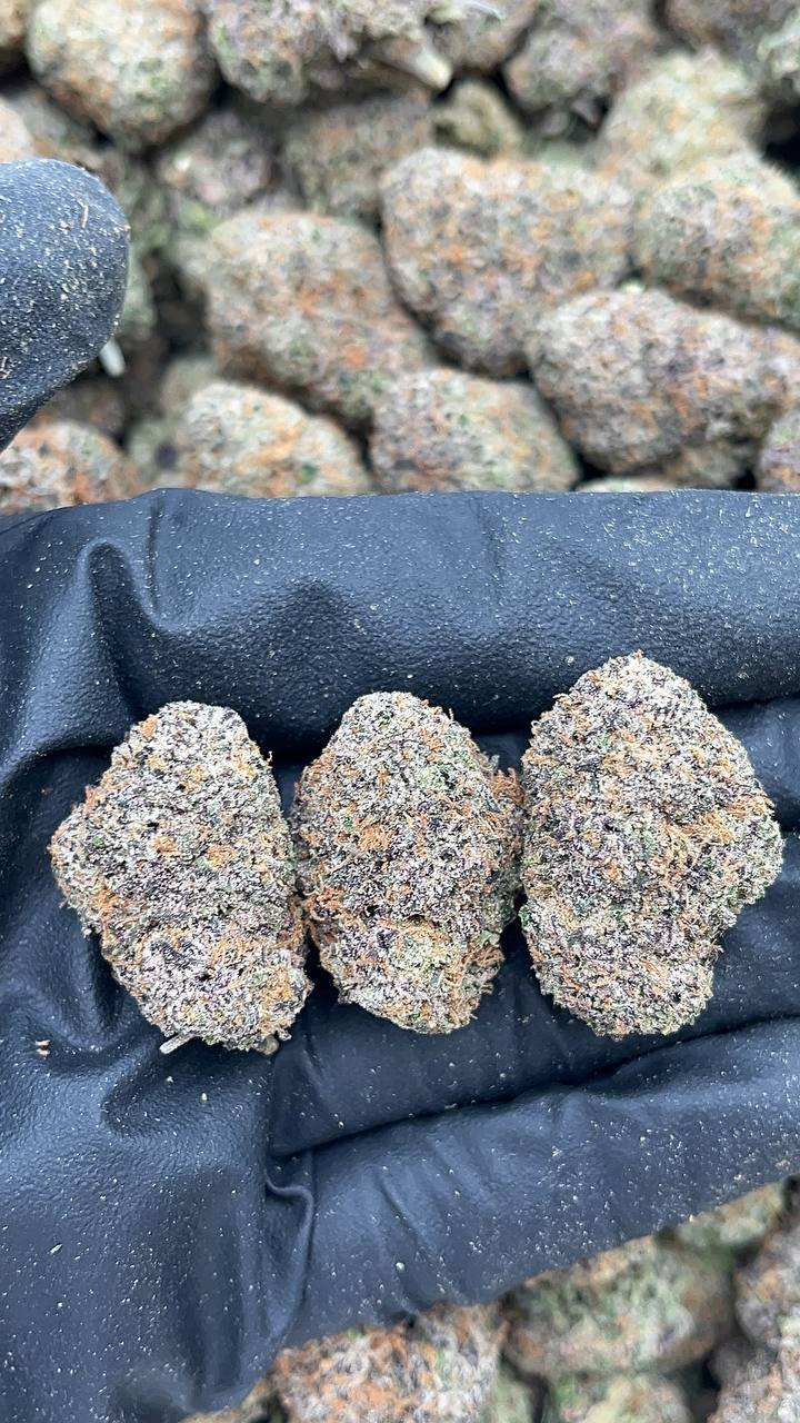 Warhead - PK135