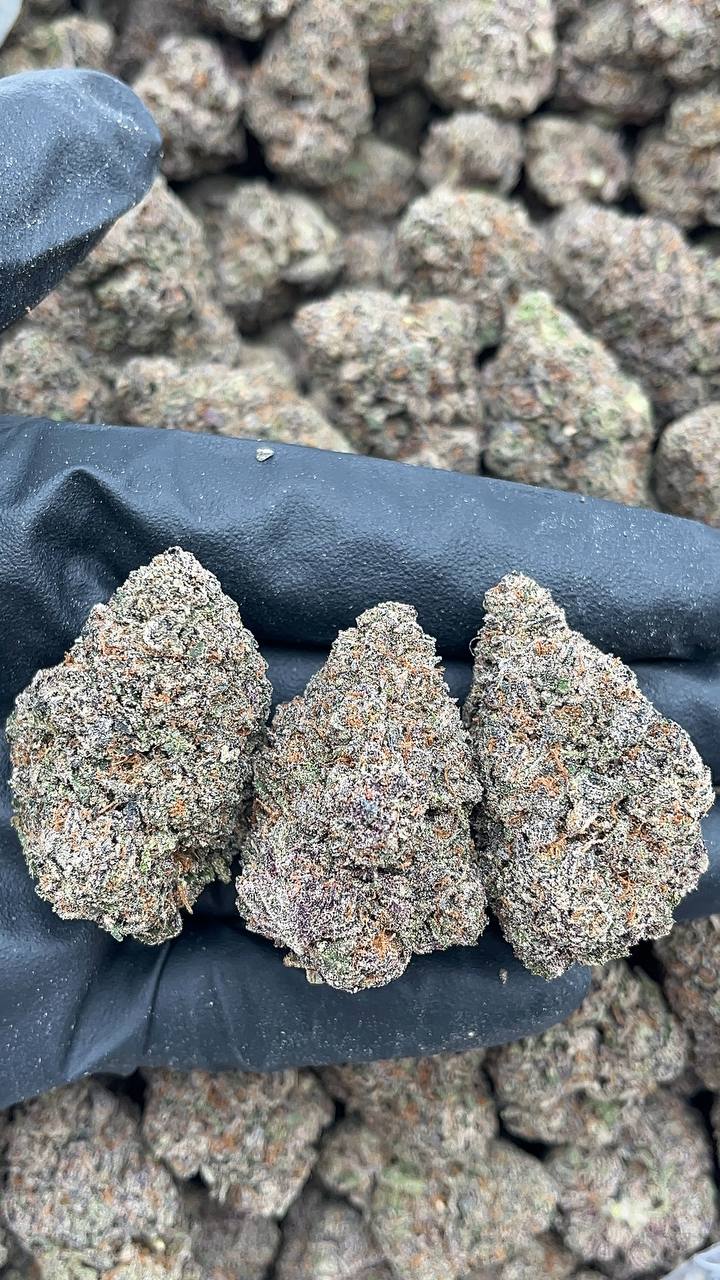Blue Runtz - PK136