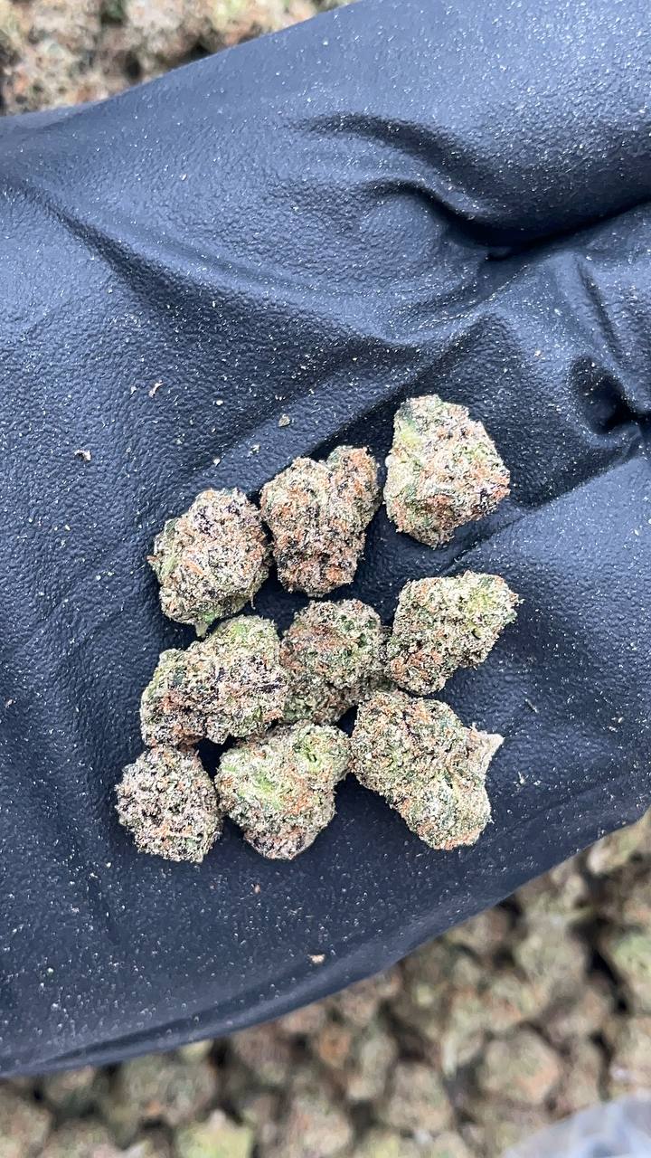 Tangie Berry Smalls - PK212