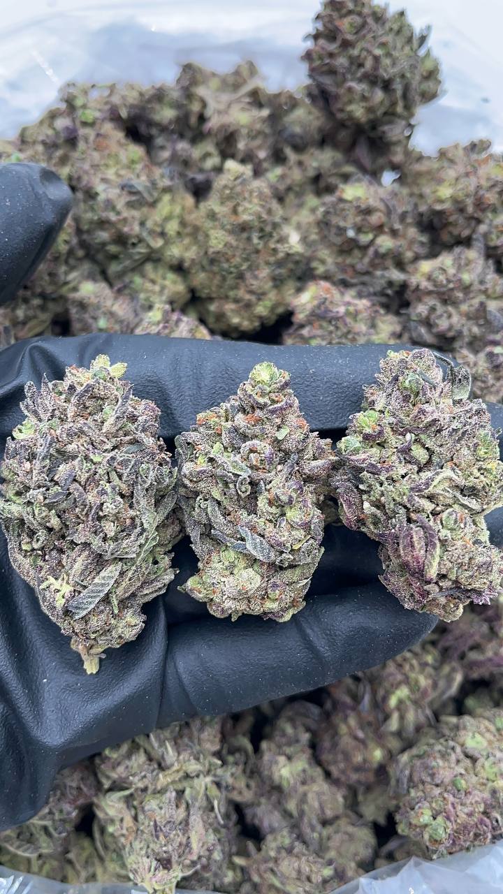 Dolce Gelato - PK189