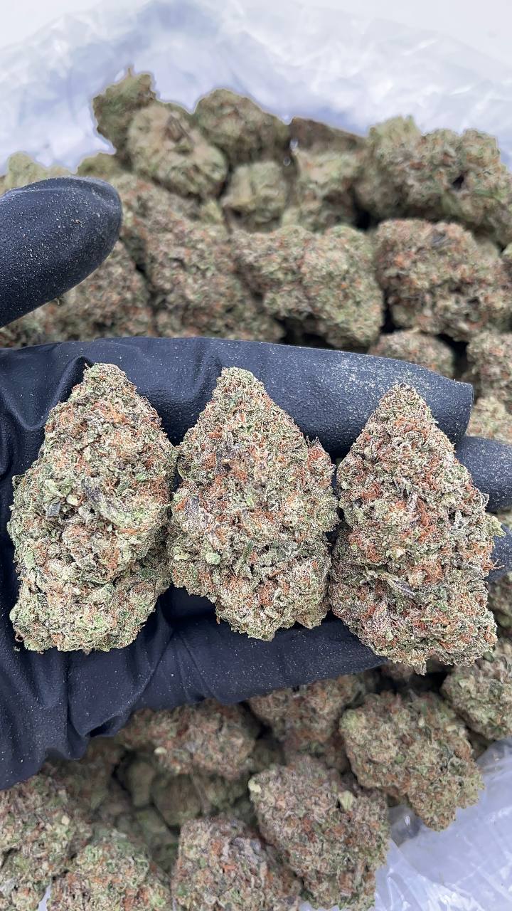 Lemon Meringue - PK180