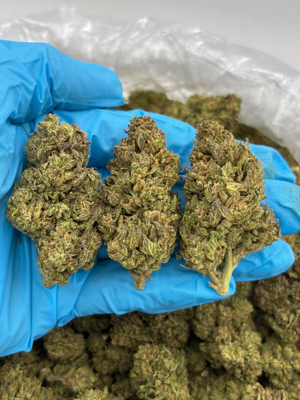 MINT CHOCO KUSH