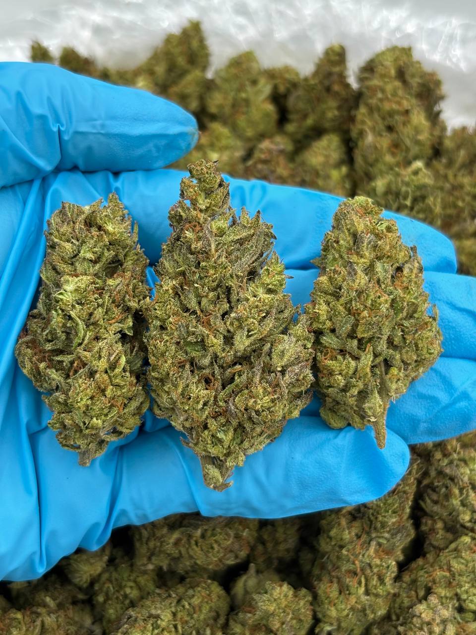 SOUR PUNCH