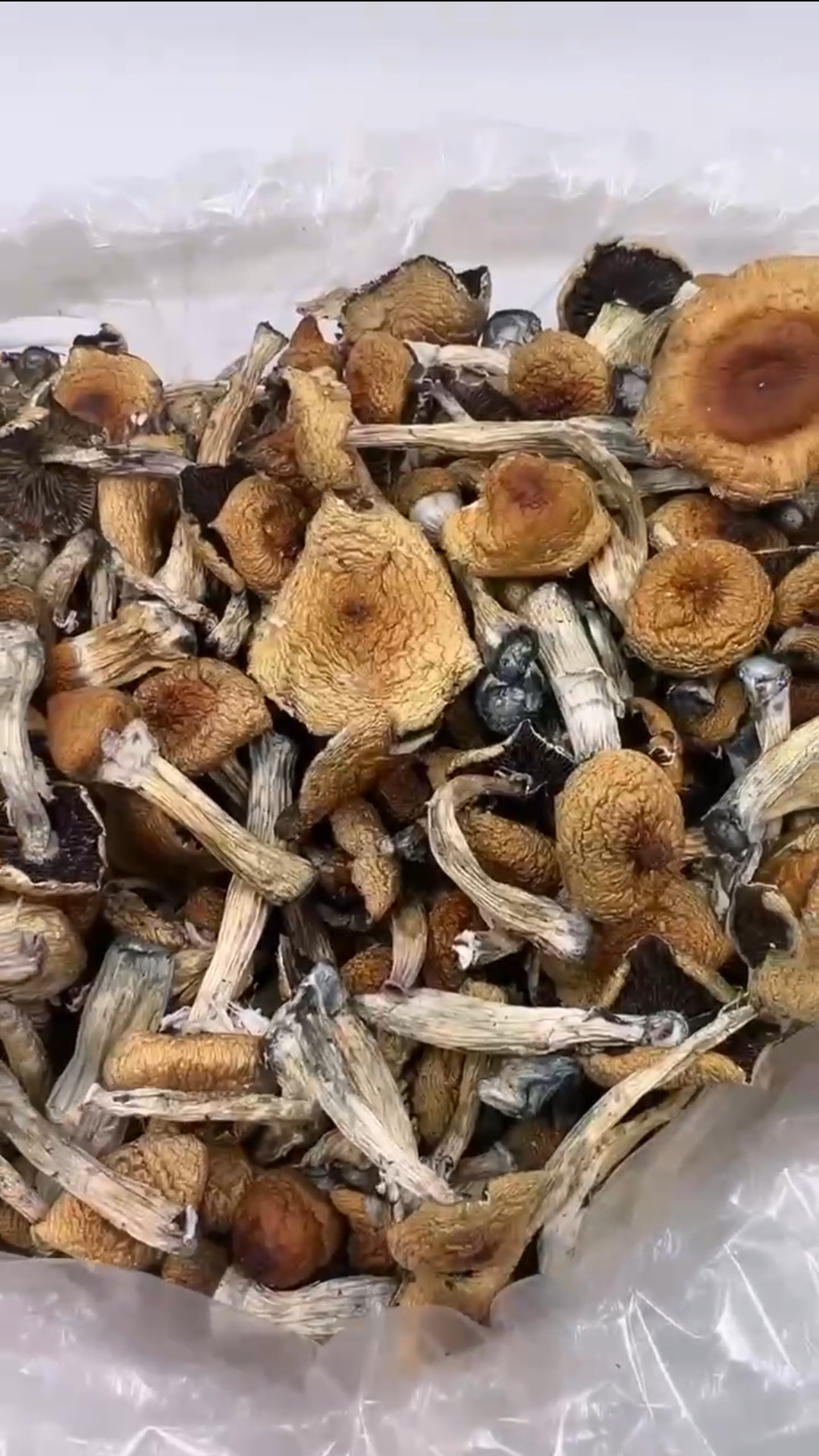 Cambodian Caps
