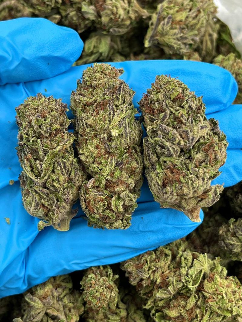 BLUE GIRL SCOUT COOKIES