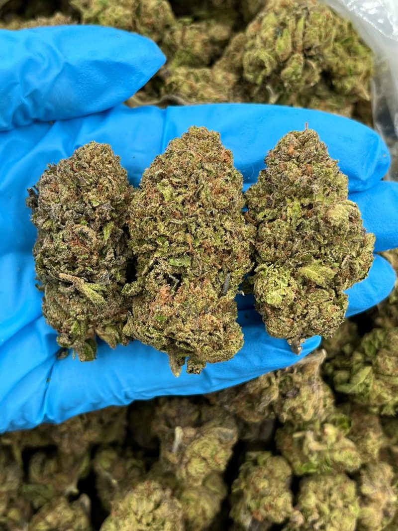 GELATO RUNTZ