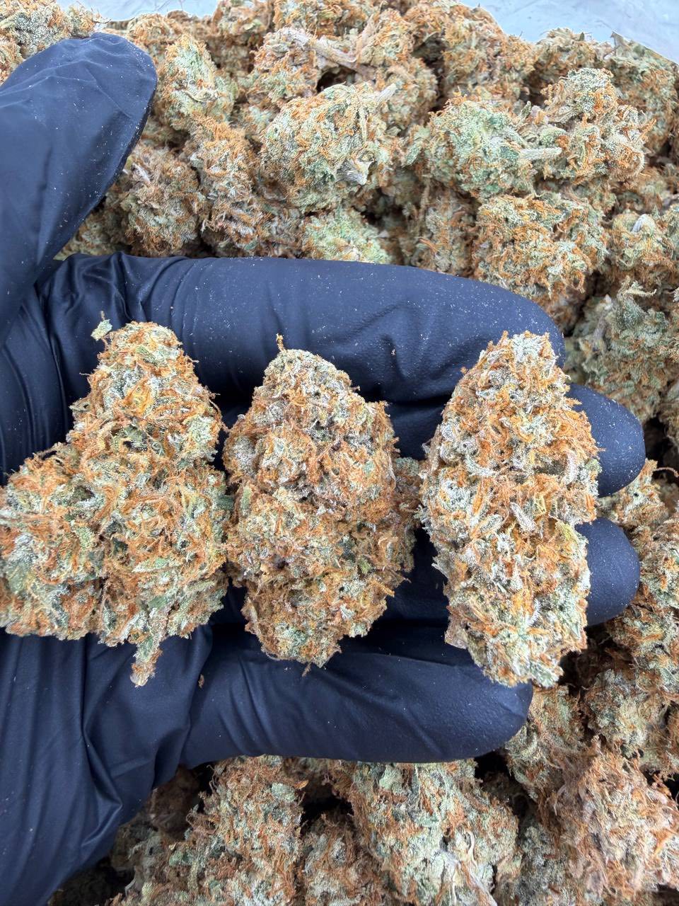 Orange Juice Jerry pk167